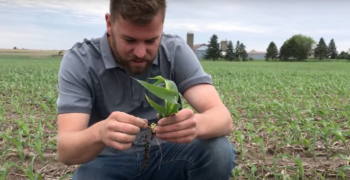 Brandon Hulme kneeling in a field with emerging corn, looking at the root system of one plant.