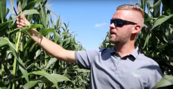 Man reaching out to view a corn stalk closer, standing amidst the corn with the crop taller than him. He is wearing a Champion Seed polo and sunglasses.