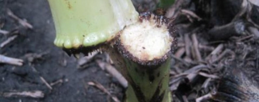 Physoderma Brown Spot and Stalk Rot