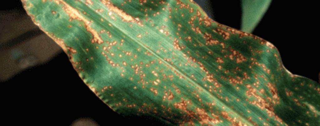 Eyespot Disease on Corn Leaf