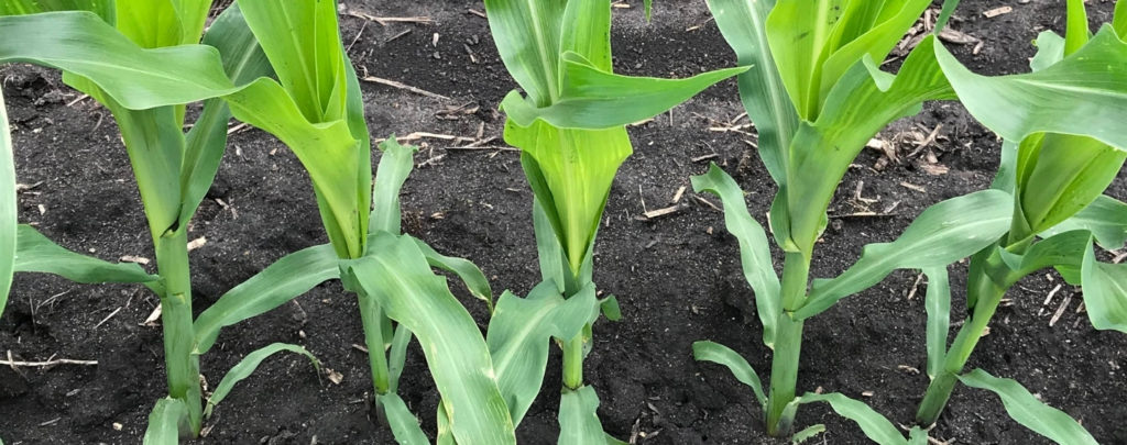 Corn Stalks Emergence in a black dirt field