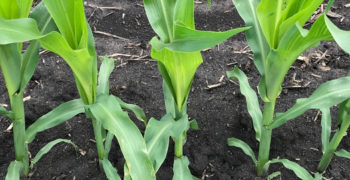 Corn Stalks Emergence in a black dirt field