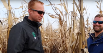 Seth Hill and Brandon Hulme standing in a corn field near harvest