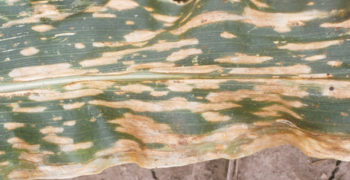 Southern corn leaf blight
