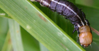 Common Stalk Borer