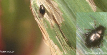 Corn Flea Beetle