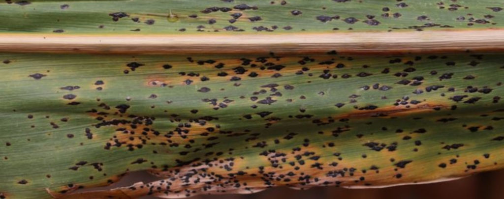 Corn Leaf with Tar Spot