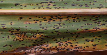 Corn Leaf with Tar Spot