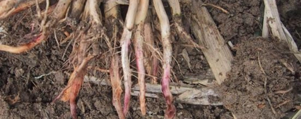 Corn Red Root Rot