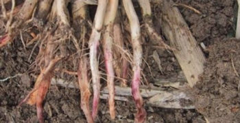 Corn Red Root Rot
