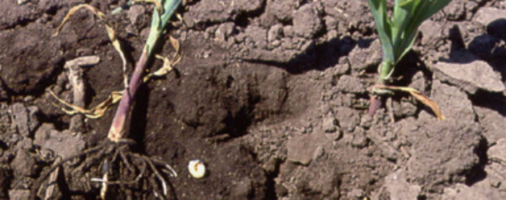 Corn Roots with White Grub