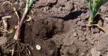 Corn Roots with White Grub