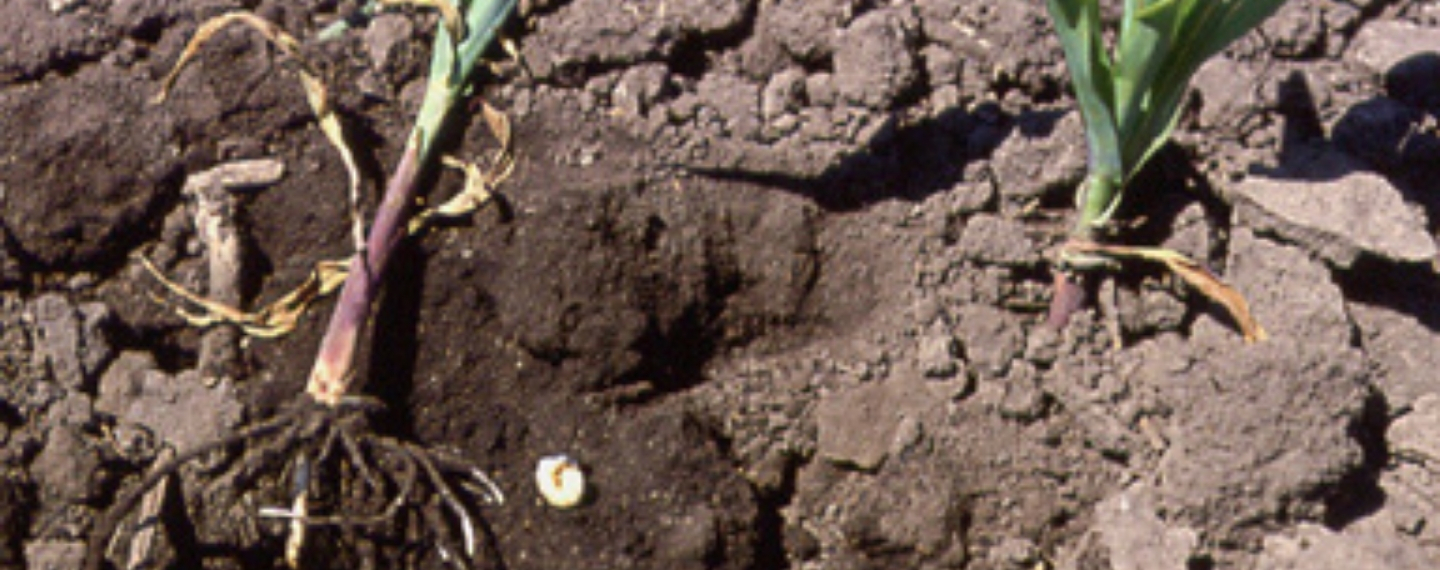 Agronomy Digest: White Grubs - Champion Seed