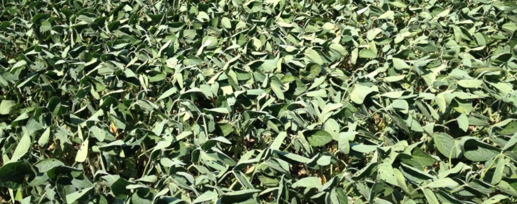 Drought Stress Soybeans