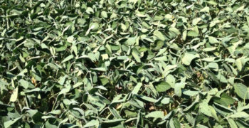 Drought Stress Soybeans