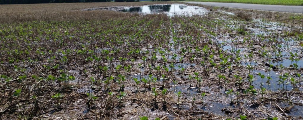 Flooded Soybean Field