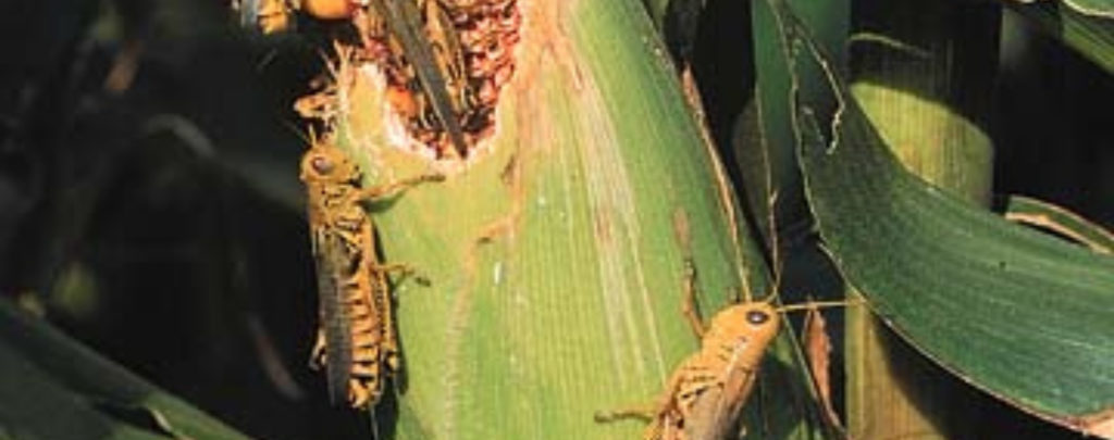 Grasshoppers on corn