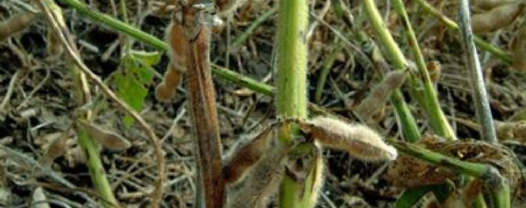 Green Stem Soybeans