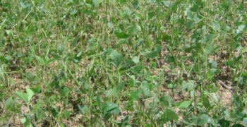 Hail Damage in Soybean Field
