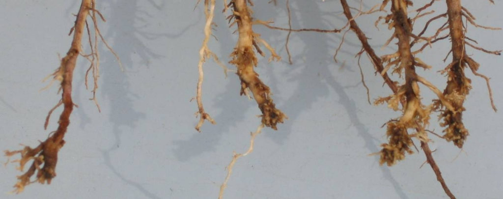 Nematodes on Corn Roots