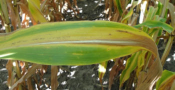 Nitrogen deficiency as seen on corn leaf