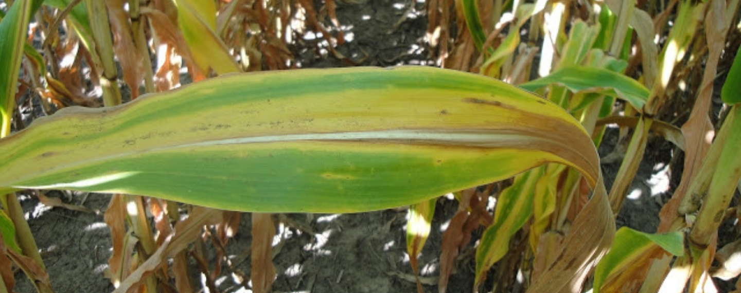Nitrogen Deficiency in Corn and Soybeans Champion Seed