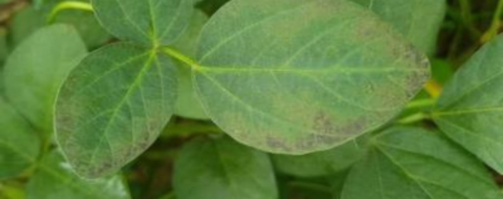 Phosphorus deficiency in soybean