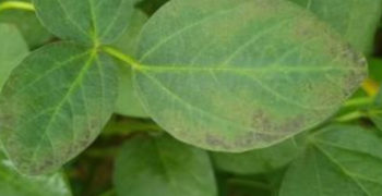 Phosphorus deficiency in soybean