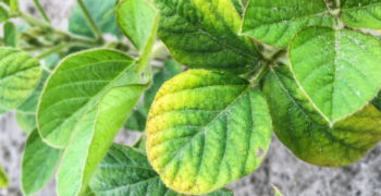 Potassium deficiency in soybeans
