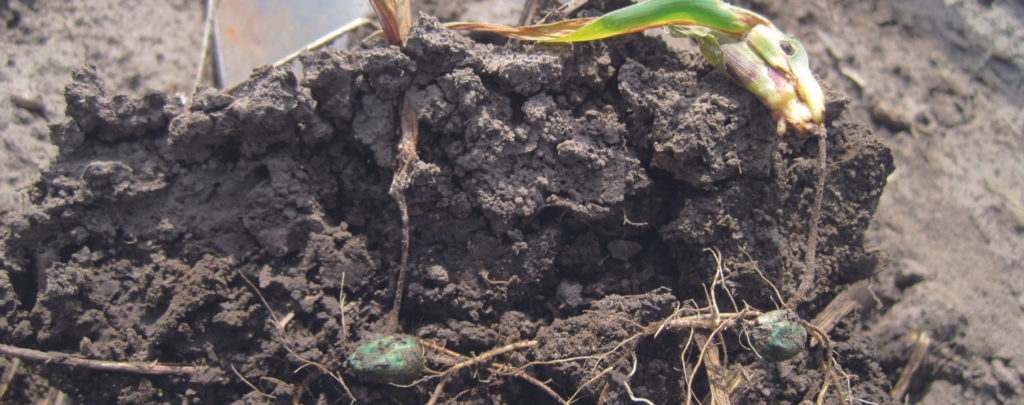 Pythium Seedling Blight Corn