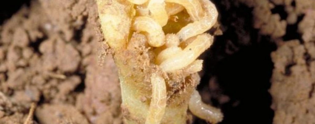 Seed Corn Maggots