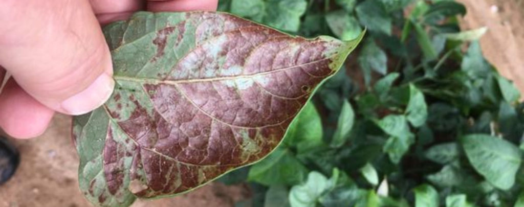 Sunburn Sunscale Soybean Leaf