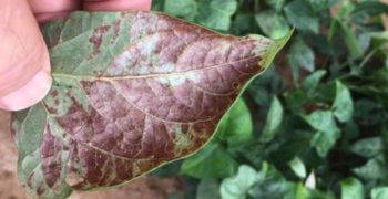 Sunburn Sunscale Soybean Leaf