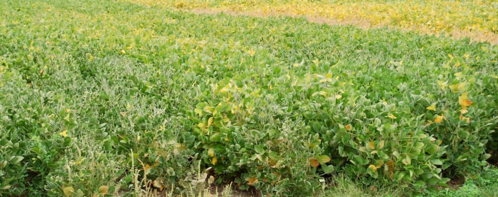 Higher corn and soybean plant populations