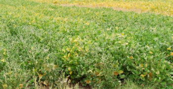 Higher corn and soybean plant populations