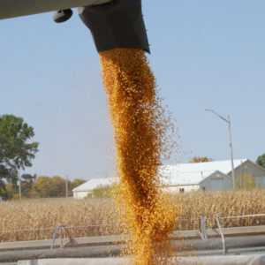 Corn harvest flowing from auger