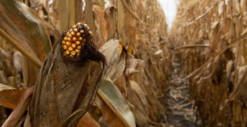 View down a row of corn stalks at harvest