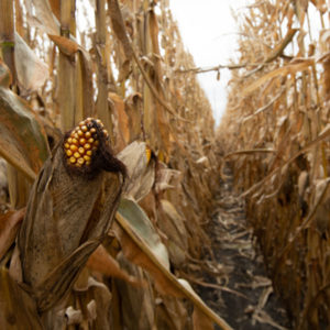 Row of corn with strong stalk strength during harvest