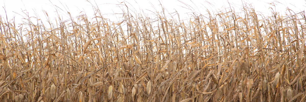 Strong corn stalks