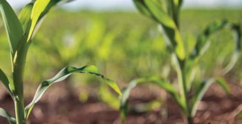 Corn stocks in a field