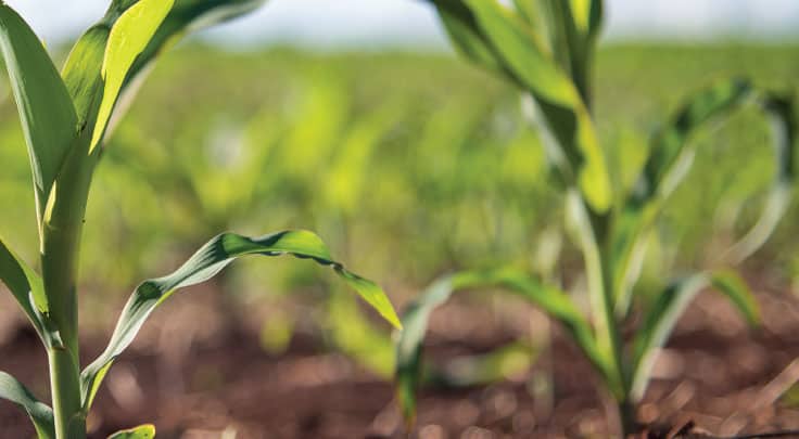 Corn stocks in a field