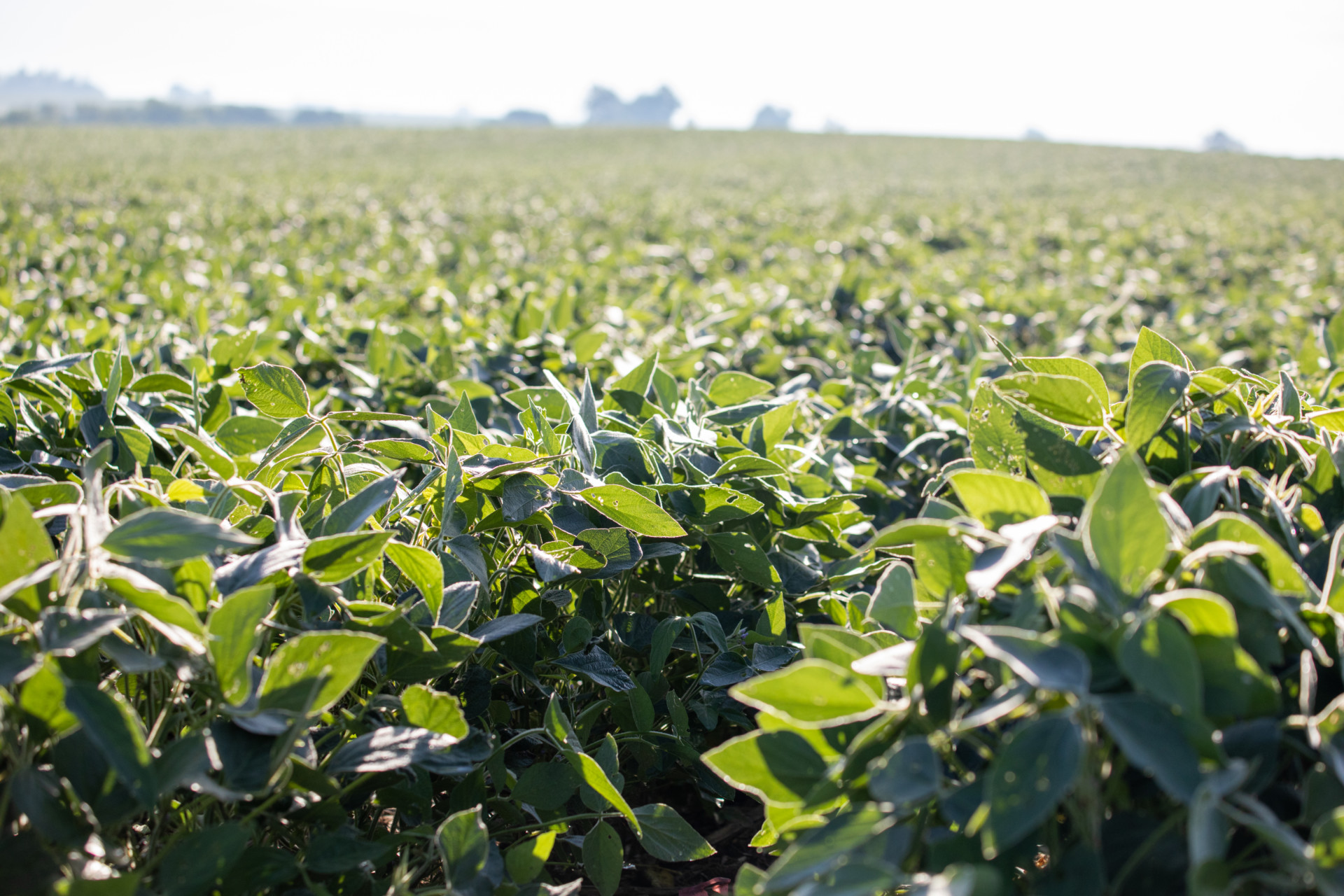 Closeup of Soybean Field