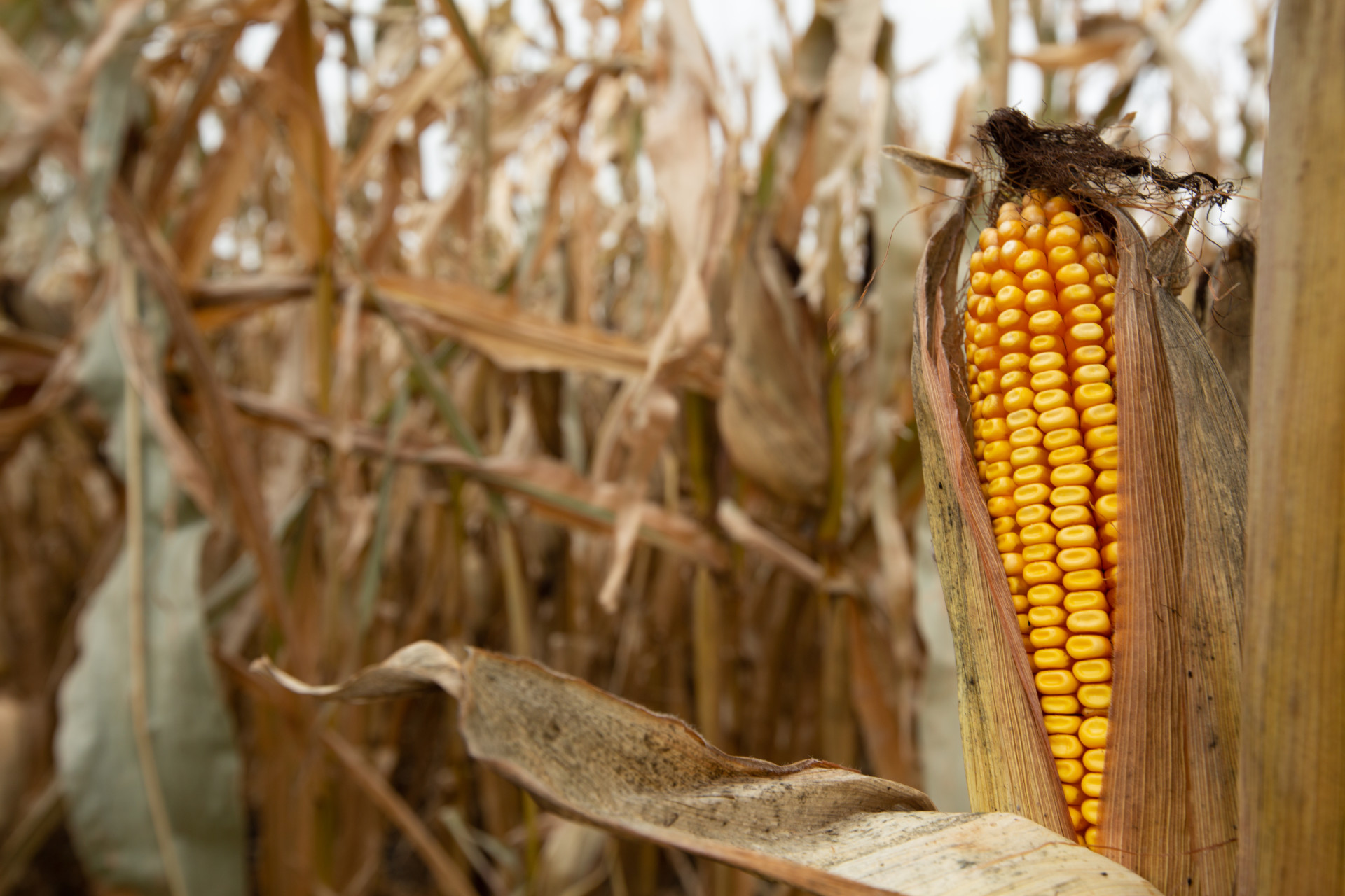 Closeup of corn cob at harvest