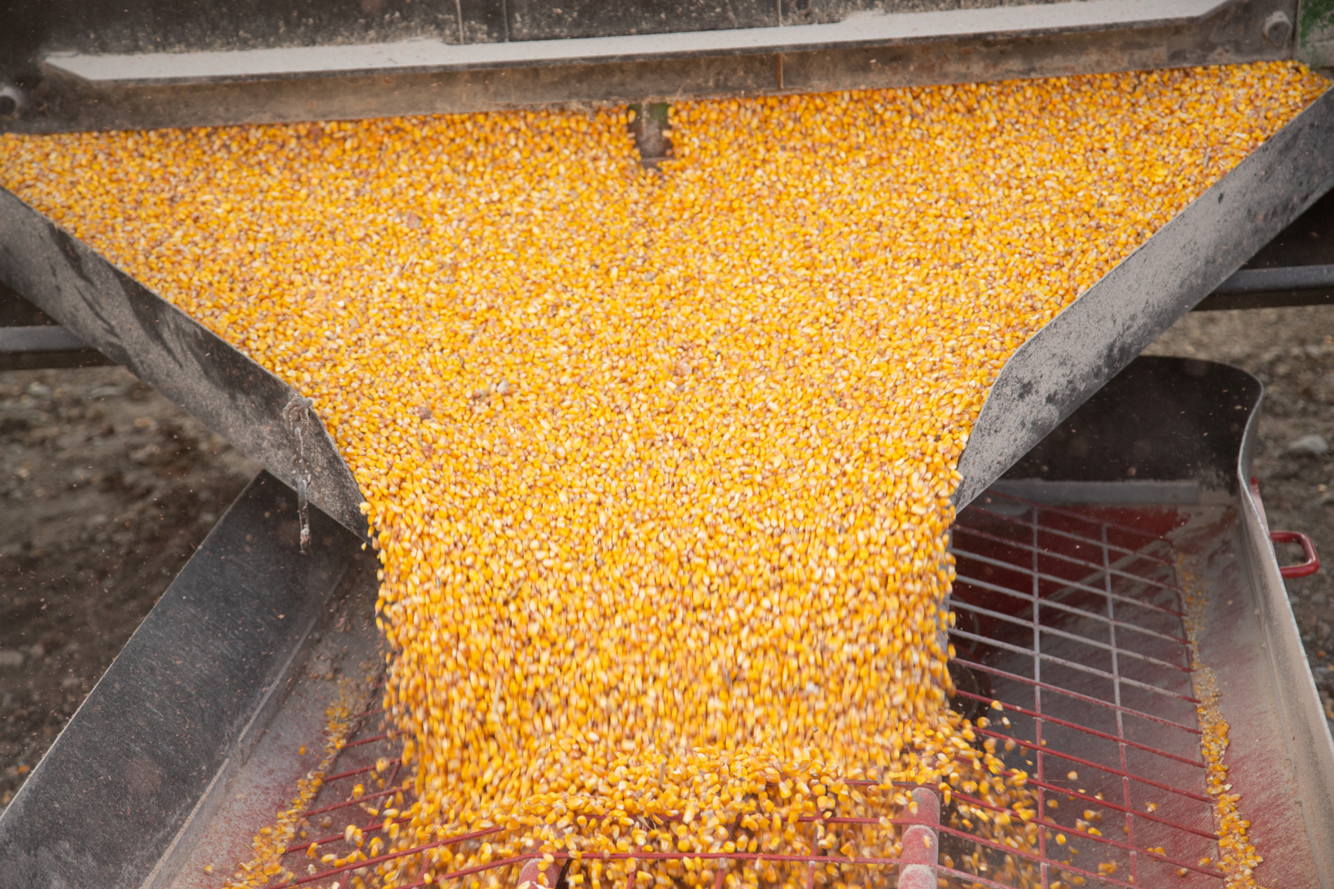 Corn unloading into truck