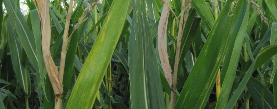 Corn Anthracnose Top Dieback