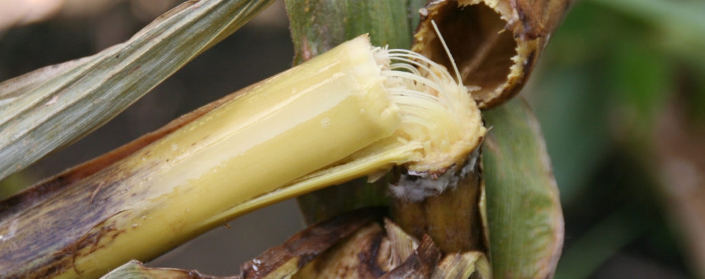Corn Bacterial Stalk Rot
