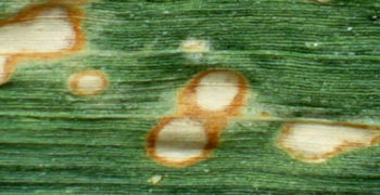 Corn Holcus Leaf Spot