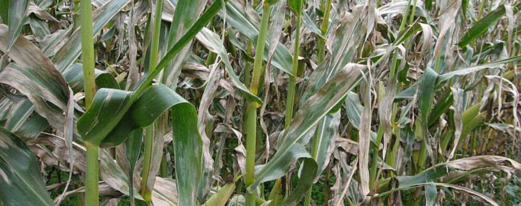 Field of corn with Northern Corn Leaf Blight