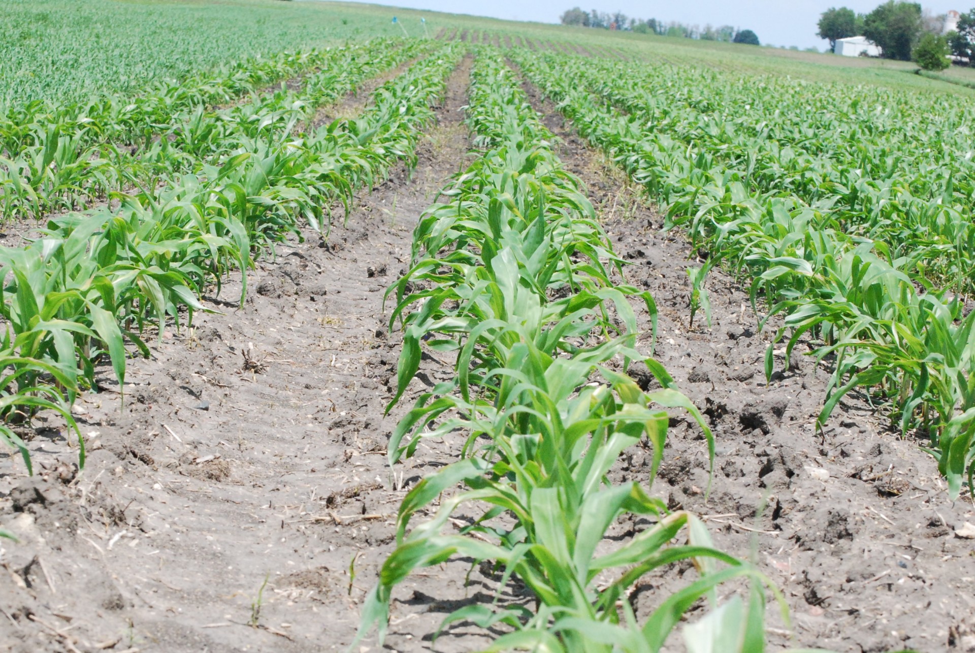 Photo of soybean field mid-season with dry soil