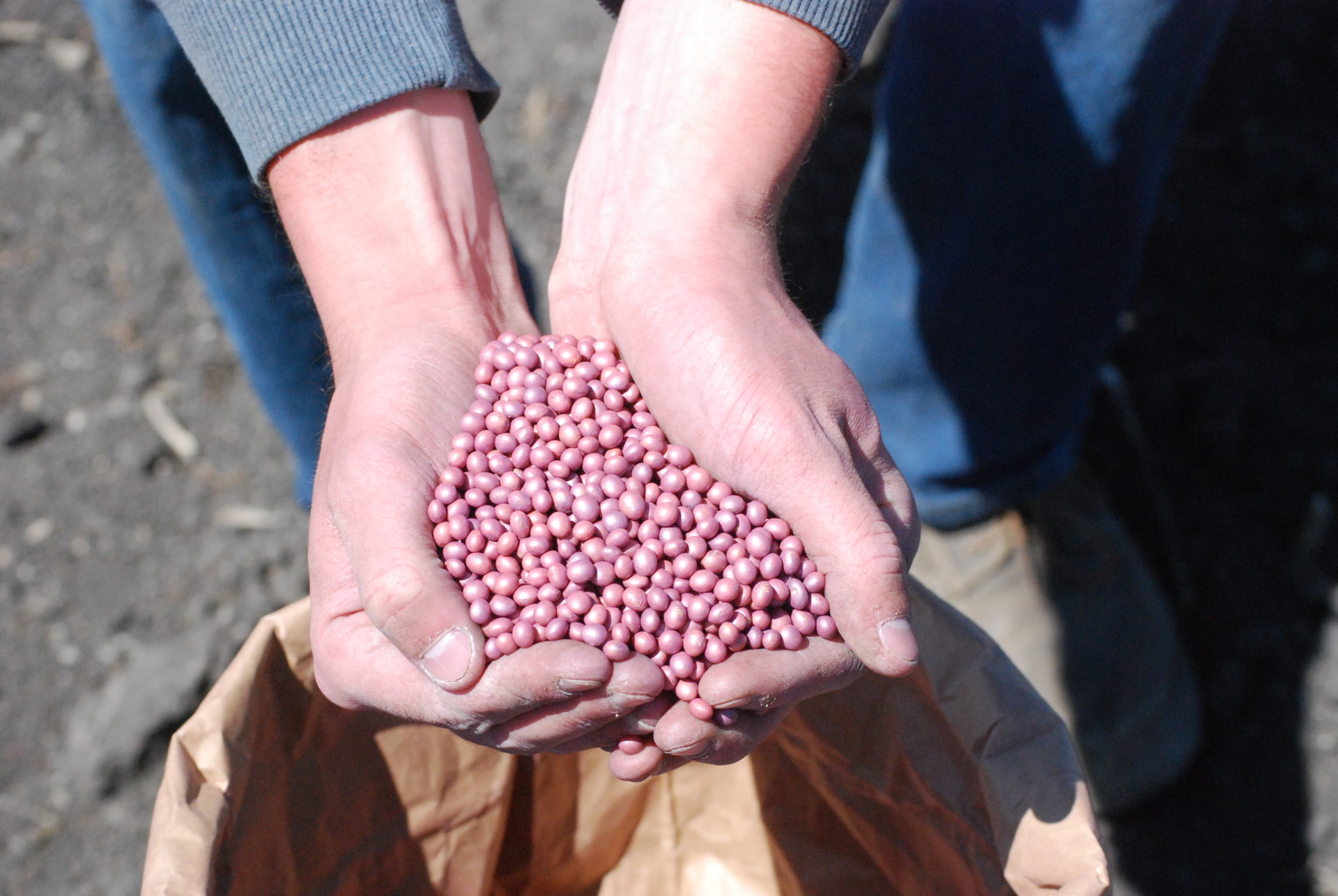 Hand holding Champion Seed soybean seeds